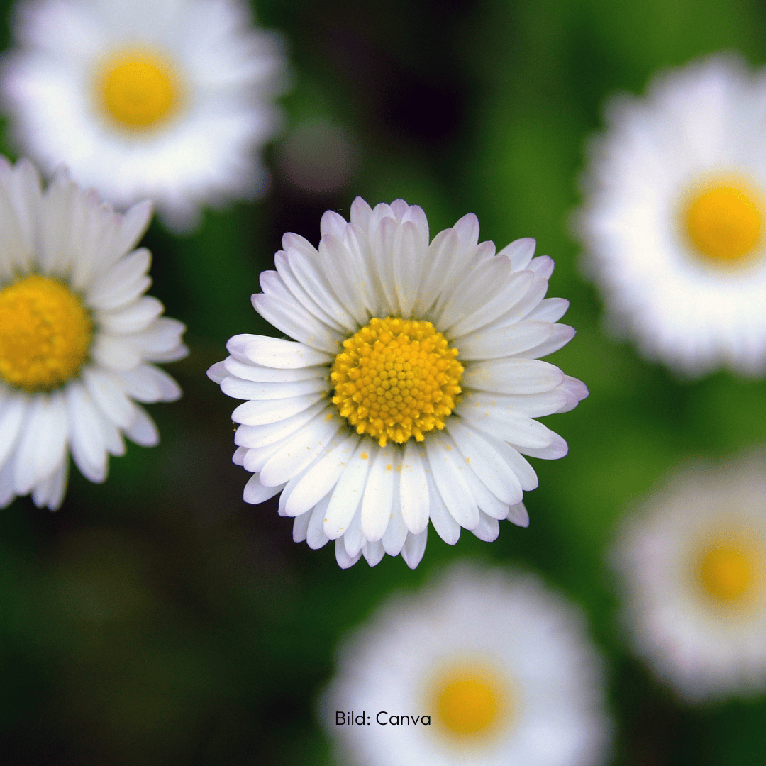 Gänseblümchen für die Hautpflege