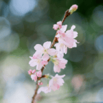 Blüten im Frühling